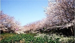 平草原