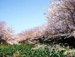 HEISOGEN PARK